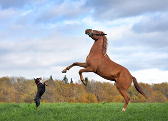 Horse and dog stands on hind legs