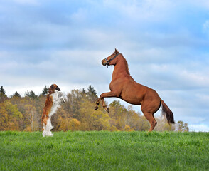 Horse and borzoi dog reared up on hind legs