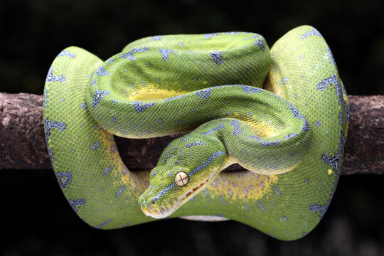 Green Tree Python (Morelia viridis) on tree branch. Green tree pythons are found in Indonesia, Papua New Guinea, and Australia. 
