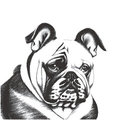 Portrait of a Bulldog. Doodle sketch. Vector illustration.