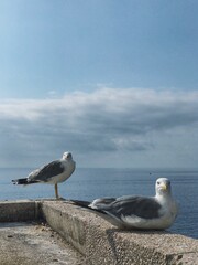 Seagulls on the sea in Monaco