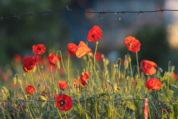 Fototapeta premium red poppy flowers and barbed wire