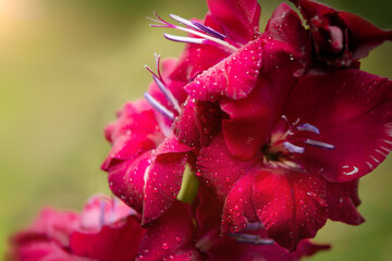 Beautiful gladiolus flower, close-up, burgundy color, with water drops after rain. Great depth of field, selective focus, open aperture. Flower concept.