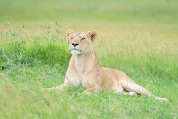 Fototapeta na wymiar Lioness (Panthera leo) lying down on savanna, looking up, Masai Mara national reserve, Kenya.