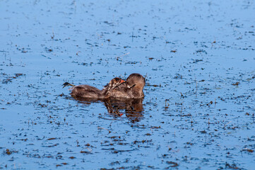 Fototapeta premium Pied-billed Grebe (Podilymbus podiceps) with chick in Malibu Lagoon, California, USA