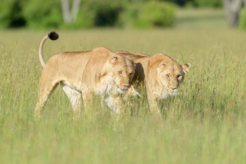 Lioness (Panthera leo) in pride greeting before hunting, Masai Mara national reserve, Kenya.