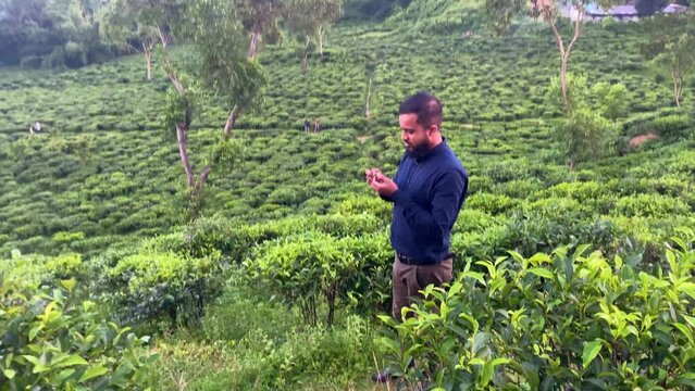 A Bangladeshi tea plantation manager displays ripe tea fruits in a lush field, showcasing the bountiful harvest.