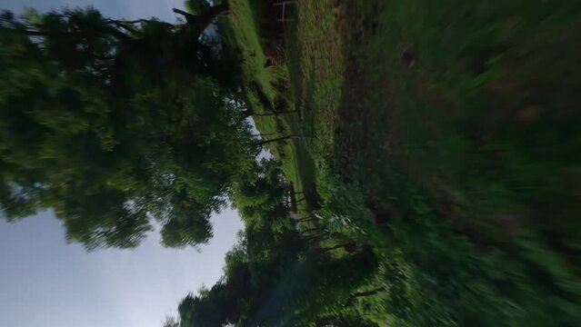 Vertical fast FPV drone shot between trees on Bukit Asah camp site to a blond woman swinging on a swing set with a great view on the ocean.