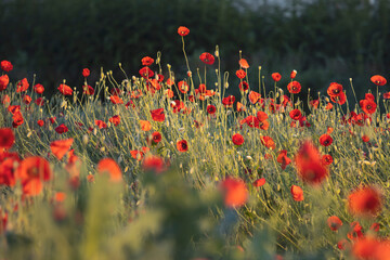 Fototapeta premium red poppy flowers, blooming field