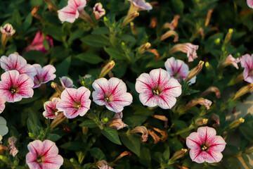 Surfinia Purple Vein petunia flowers in bloom