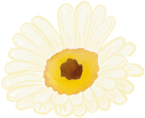 Daisy watercolor png