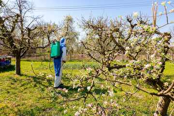 Twigs of fruit bloom tree with fresh buds at orchard, in background gardener wears protective overall and sprinkles branches