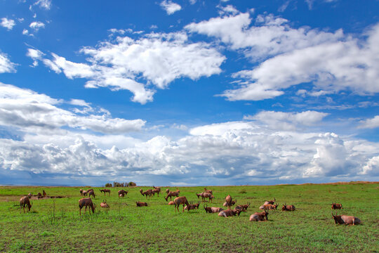 Large herd of Antelopes topi (Damaliscus lunatus jimela) graze on the green meadow in the Masai Mara National Park, Kenya.