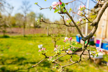 Twigs of fruit tree with fresh buds in the orchard. Early spring season