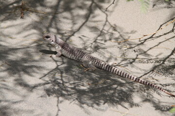 lizard in the sand