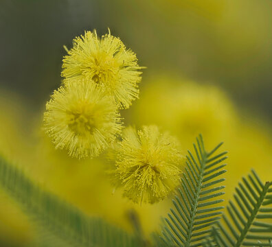 Mimose