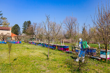 Twigs of fruit bloom tree with fresh buds at orchard, in background gardener wears protective overall and sprinkles branches with long sprayer