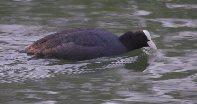 Eurasian common coot (Fulica atra) pick algae in shallow water while swimming , black water bird with white beak and red eyes. High quality 4k footage