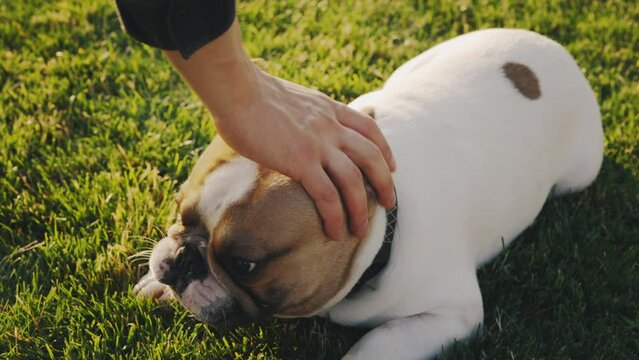 Hands of the Male Caucasian Man Pet Owner Stroking, Showing Love to His Brooklyn Bulldog. Man Lovely Touching His Dog While He Is Lying on the Grass. People and Dogs Friendship Concept