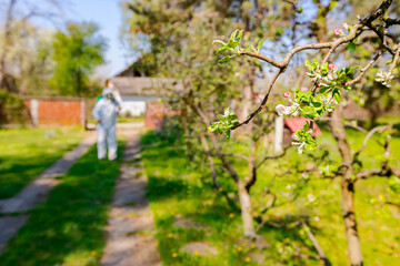 Twigs of fruit bloom tree with fresh buds at orchard, in background gardener wears protective overall and sprinkles branches with long sprayer