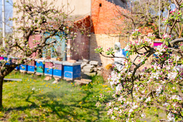 Naklejka premium Twigs of fruit bloom tree with fresh buds at orchard, in background gardener wears protective overall and sprinkles branches with long sprayer