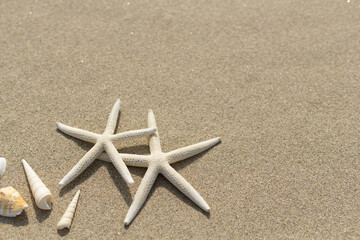 ビーチと貝がら