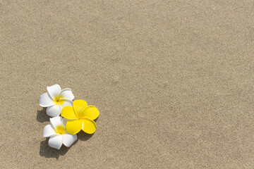 ビーチと貝がら