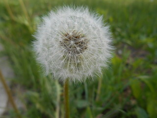 Summer Growth: Macro View of a Dandelion
