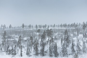 Trees on a snowy hill. Harsh northern nature
