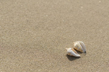 ビーチと貝がら