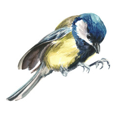 Watercolor art of beautiful portrait of great tit isolated on white. Close-up small bird on white background. For posters, textile design, postcard and ornithology magazine.