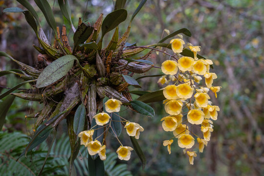 View of delicate yellow epiphytic orchid species dendrobium lindleyi or Lindley's dendrobium flowers blooming in spring on natural outdoor background