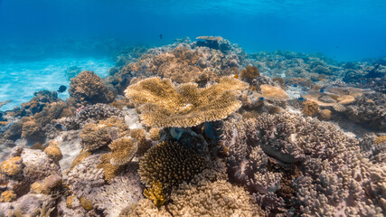 underwater photo of a healthy reef with many colours and fish