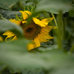 SUNFLOWER - Beautifully flowering plants in the field