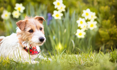 Happy cute dog puppy listening in the garden with daffodil flowers. Spring forward, easter background. Dog in the nature.