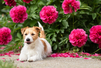 Cute small happy dog puppy licking her mouth in the piony flowers in spring