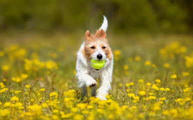 Playful happy cute dog puppy running, playing with a toy in the yellow flowers. Spring, summer walking, pet love background.