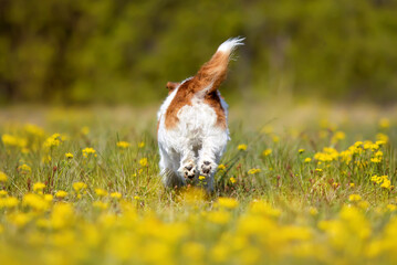 Playful happy dog running in yellow flowers in the meadow. Spring, summer walking. Dog tail.