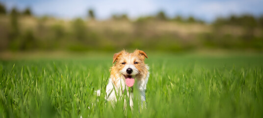 Cute happy smiling dog panting in the meadow grass. Dog in the nature banner.