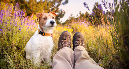 Happy jack russell terrier sitting with her owner in the meadow grass. Dog walking, hiking and travel banner. - 579667460