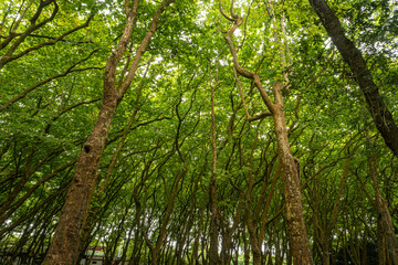 Woods of Rainha D. Leonor , in Caldas da Rainha - Portugal, borders the Parque D. Carlos I and is characterized by its biodiversity and beauty