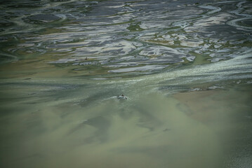 Atmospheric landscape with many channels near shallow lake. Minimal backdrop of dark green water in shoal of mountain lake. Gloomy nature background of deep green water surface and many water streams.