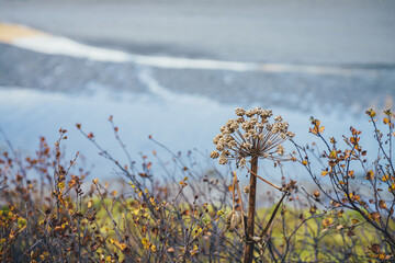 Vivid nature background with orange leaves of shrubs and withered angelica with view to water streams with golden sunshine reflection in blur. Colorful nature backdrop with orange foliage of thickets.