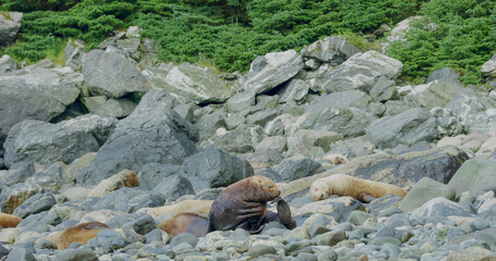 Fototapeta na wymiar Sea lions play and rest in the sea or among the rocks on the beach. The living habits and various postures of sea lions in summer, Alaska. USA., 2017
