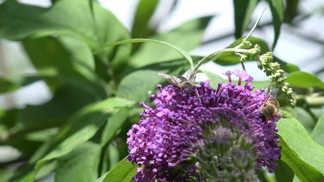 honey bee on flowering common lilac flowering in the garden in springtime
