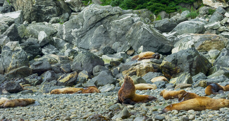 Sea lions play and rest in the sea or among the rocks on the beach. The living habits and various postures of sea lions in summer, Alaska. USA., 2017