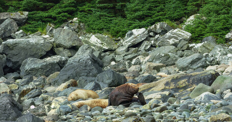 Sea lions play and rest in the sea or among the rocks on the beach. The living habits and various postures of sea lions in summer, Alaska. USA., 2017