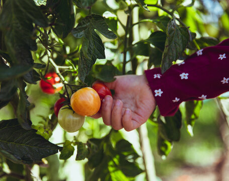 child picking cherry tomoto
