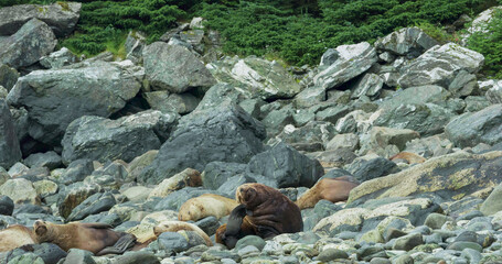 Sea lions play and rest in the sea or among the rocks on the beach. The living habits and various postures of sea lions in summer, Alaska. USA., 2017
