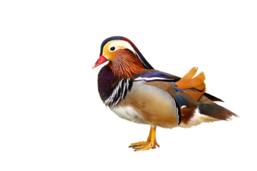 Colorful mandarin duck isolated on transparent background png file.